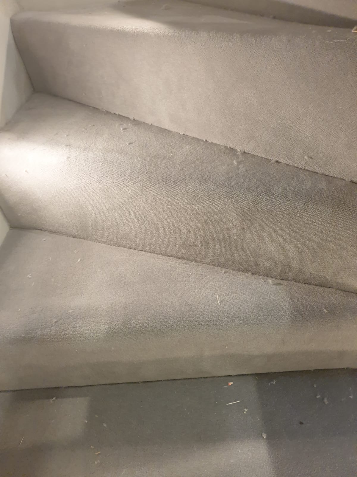 portfolio-westex-carpets-velvet-hazel-hampstead add (5)