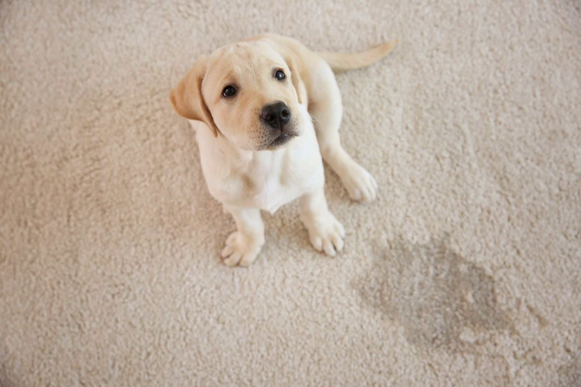 How to Choose the Best Flooring for Pets - Guide - Vinyl Flooring